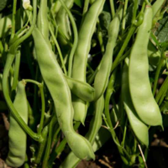 ebro f1 fasulye tohumu