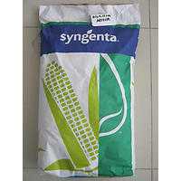 SYNGENTA MISIR TOHUMU