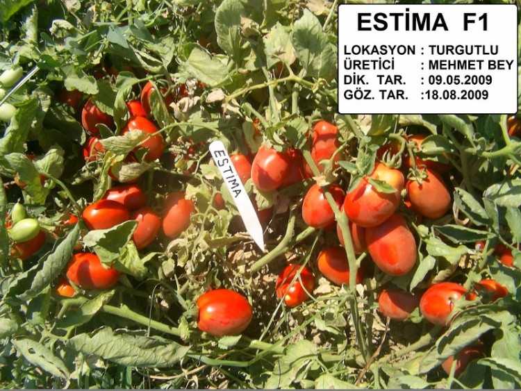 ESTIMA B_800x600.jpg