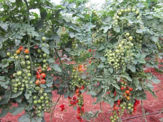 HARBY F1 DOMATES TOHUMU