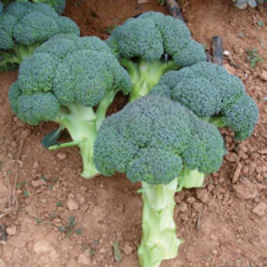 steel f1 brokoli tohumu