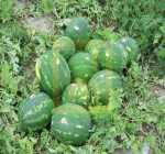 bolkan f1 karpuz tohumu