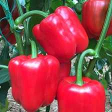 koray f1 biber tohumu