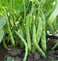 sueno fasulye tohumu