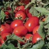 zeplin f1 domates tohumu