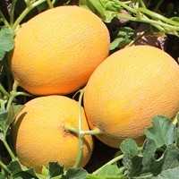 ADAHAN F1 KAVUN TOHUMU