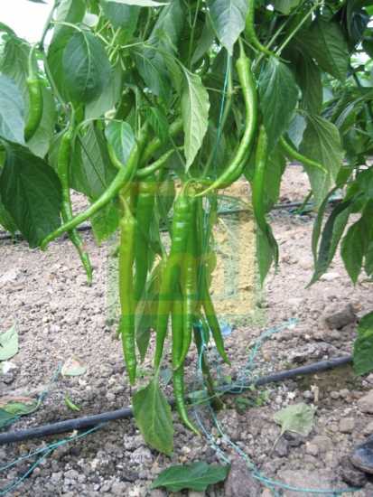 SELVİ F1 BİBER TOHUMU