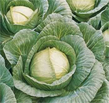 amıco f1 lahana tohumu