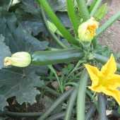 felix f1 kabak tohumu