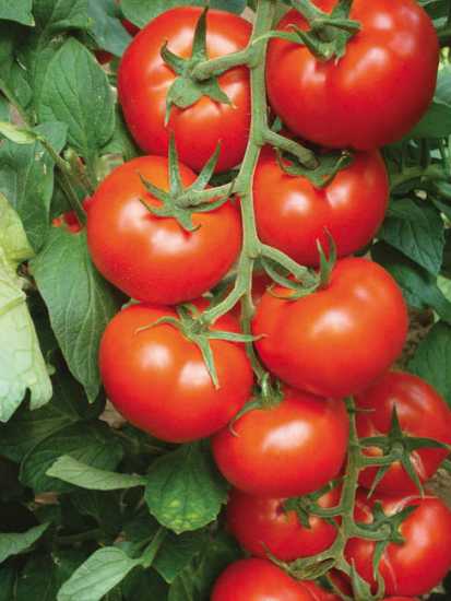 gordını sırık domates tohumu