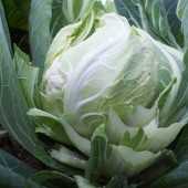 hıspalıs f1 karnabahar tohumu