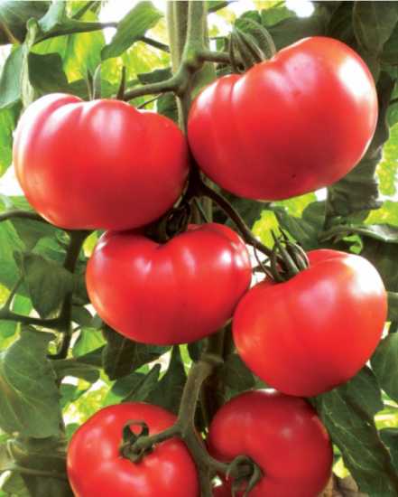 kocaman f1 domates tohumu