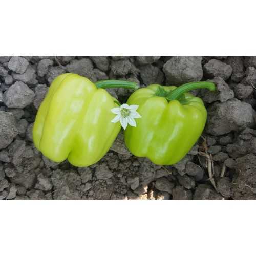 Biber Tohumu Kandil Dolma - 5 GR