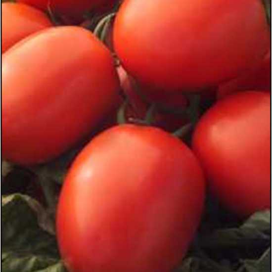 AB3 F1 DOMATES TOHUMU 