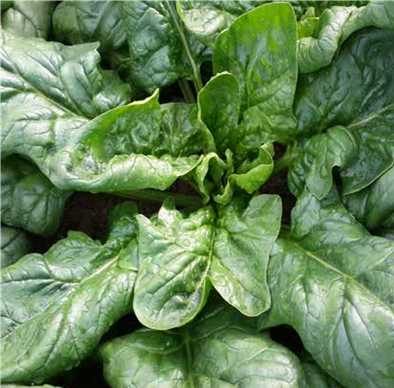 catrina f1 ıspanak tohumu