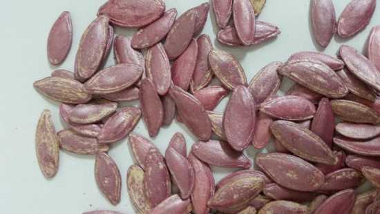 Kadın tırnağı kabak çekirdeği tohumu 