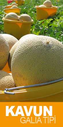 MAKDİMON F1 KAVUN TOHUMU