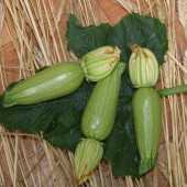 rita f1 kabak tohumu