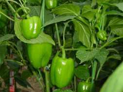 DALAMAN F1 BİBER TOHUMU