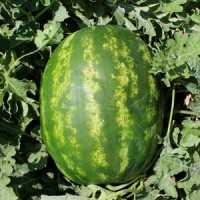 YEKTA F1 KARPUZ TOHUMU