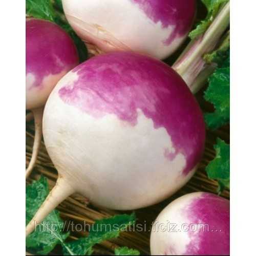 şalgam turpu tohumu