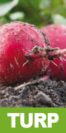 mentor f1 turp tohumu